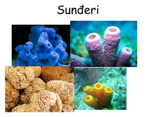 Sunđeri
 