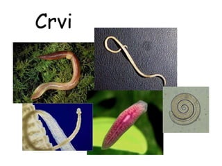 Crvi
 
