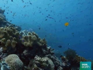 Biodiverzitet | PPT