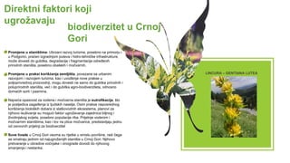 Direktni faktori koji
ugrožavaju
biodiverzitet u Crnoj
Gori
 Promjene u staništima- Ubrzani razvoj turizma, posebno na primorju i
u Podgorici, praćen izgradnjom puteva i hidro-tehničke infrastrukture,
može dovesti do gubitka, degradacije i fragmentacije određenih
prirodnih staništa, posebno obalskih i močvarnih.
 Promjene u praksi korišćenja zemljišta, povezane sa urbanim
razvojom i razvojem turizma, kao i uvođenje nove prakse u
poljoprivrednoj proizvodnji, mogu dovesti ne samo do gubitka prirodnih i
poluprirodnih staništa, već i do gubitka agro-biodiverziteta, odnosno
domaćih sorti i pasmina.
 Najveća opasnost za vodena i močvarna staništa je eutrofikacija, što
je posljedica zagađenja iz ljudskih naselja. Osim prakse neposrednog
korišćenja bioloških dobara iz slatkovodnih ekosistema, planovi za
njihovo isušivanje su mogući faktor ugrožavanja zajednica biljnog i
životinjskog svijeta, posebno populacije riba. Prijetnje vodenim i
močvarnim staništima, kao i lov na ptice močvarice, predstavljaju jednu
od osnovnih prijetnji za biodiverzitet
 Suve livade u Crnoj Gori veoma su rijetke u smislu površine, radi čega
se smatraju jednim od najugroženijih staništa u Crnoj Gori. Njihovo
pretvaranje u obradive voćnjake i vinograde dovodi do njihovog
smanjenja i nestanka.
LINCURA – GENTIANA LUTEA
 