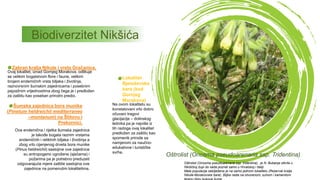 Biodiverzitet Nikšića
Oštrolist (Onosma pseudoarenaria ssp. tridentina), je N. Bubanja otkrila u
Nikšićkoj župi do sada poznat samo u Hrvatskoj i Italiji.
Mala populacija zabilježena je na samo jednom lokalitetu (Rezervat kralja
Nikole-Morakovske bare). Biljka raste na otvorenom, suhom i kamenitom
Oštrolist (Onosma pseudoarenaria ssp. Tridentina)
Zabran kralja Nikole i vrela Gračanice,
Ovaj lokalitet, iznad Gornjeg Morakova, odlikuje
se velikim bogatstvom flore i faune, velikim
brojem endemičnih vrsta biljaka i životinja,
raznovrsnim šumskim zajednicama i posebnim
pejzažnim vrijednostima zbog čega je i predložen
za zaštitu kao poseban prirodni predio.
Lokalitet
Bjeloševska
bara (kod
Gornjeg
Morakova)
Na ovom lokalitetu su
konstatovani vrlo dobro
očuvani tragovi
glacijacije – dolinskog
lednika pa je najviše iz
tih razloga ovaj lokalitet
predložen za zaštitu kao
spomenik prirode sa
namjenom za naučno-
edukativne i turističke
svrhe.
Šumska zajednica bora munike
(Pinetum heldreichii mediterraneo
–montanum) na Štitovu i
Prekornici,
Ova endemična i rijetka šumska zajednica
je takođe bogata raznim vrstama
endemičnih i reliktnih biljaka i životinja a
zbog vrlo cijenjenog drveta bora munike
(Pinus heldreichii) sastojine ove zajednice
su antropogeno ugrožene (sječama) i
požarima pa je potrebno preduzeti
odgovarajuće mjere zaštite sastojina ove
zajednice na pomenutim lokalitetima.
 