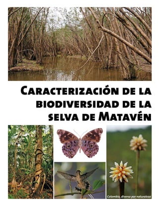 Caracterización de la
  biodiversidad de la
    selva de Matavén




             Colombia, diversa por naturaleza
 