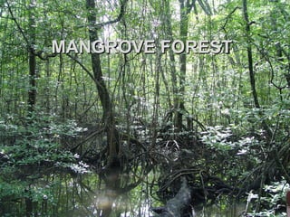 MANGROVE FORESTMANGROVE FOREST
 