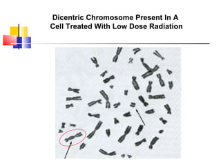 Biodosimetry | PPT