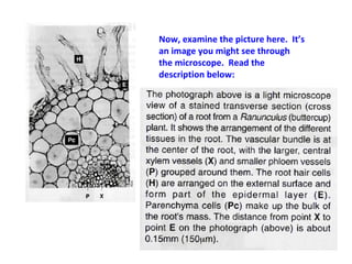 Bio drawings | PPT