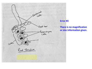 Bio drawings | PPT