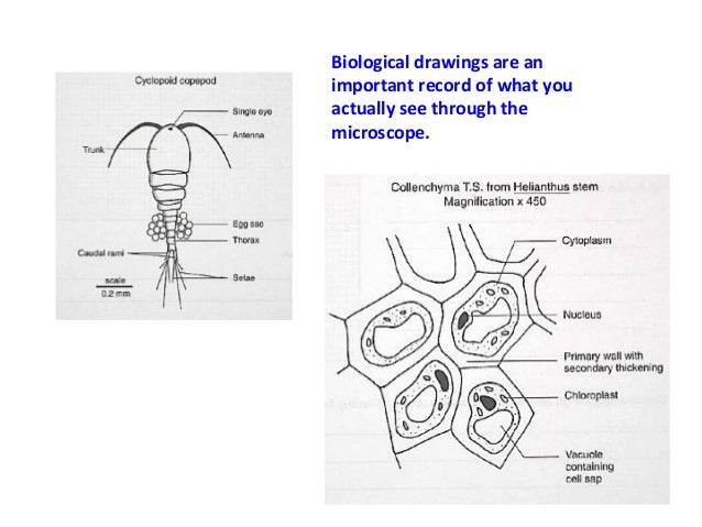 drawing biological diagrams bio drawings drawing biological diagrams bio drawings