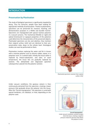 INTRODUCTION
Preservation by Plastination
The study of biological specimens is significantly impeded by
decay. Thus for centuries, people have been looking for
appropriate methods of preservation. Thanks to plastination,
specimens can be preserved for research, teaching, and
demonstration purposes in a lifelike and durable manner.
Specimens are impregnated with special reactive polymers
in a vacuum process. The mechanical (flexible or rigid) and
optical (translucent or opaque) properties of the polymers
used determine the characteristics of the preserved objects.
Plastinated specimens are dry and odorless; they maintain
their original surface relief and are identical to their prepreservation state, down to the cellular level. Histological
studies can even be performed on them.
Plastination involves replacing the water and fat in tissues
with a reactive polymer such as silicone rubber, epoxy, or a
polyester resin: In a solvent bath, initially the tissue water is
replaced by freeze-substitution, and later, at room
temperature, the tissue fats are gradually replaced by
acetone. The dehydrated and degreased specimen
subsequently is placed into the polymer solution.

Plastinated specimens maintain their original
surface relief.

Under vacuum conditions, the gaseous solvent is then
continuously extracted from the specimen, creating a lower
pressure that gradually drives the polymer into the tissue.
After this “forced impregnation,“ the specimen is cured with
special hardeners, UV radiation, or heat, depending on the
polymer used.

Forced Impregnation:
Under vacuum conditions, acetone escapes
from the tissue, creating a negative
pressure inside the specimen that allows
the polymer to enter.
4

 