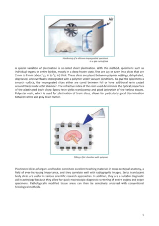 Hardening of a silicone-impregnated specimen
in a gas curing box

A special variation of plastination is so-called sheet plastination. With this method, specimens such as
individual organs or entire bodies, mostly in a deep-frozen state, first are cut or sawn into slices that are
2 mm to 8 mm (about 1/12 in to 1/3 in) thick. These slices are placed between polymer nettings, dehydrated,
degreased, and eventually impregnated with a polymer under vacuum conditions. To give the specimens a
smooth surface, the impregnated slices either are cured between foil or have additional resin casted
around them inside a flat chamber. The refractive index of the resin used determines the optical properties
of the plastinated body slices: Epoxy resin yields translucency and good coloration of the various tissues.
Polyester resin, which is used for plastination of brain slices, allows for particularly good discrimination
between white and gray brain matter.

Filling a flat chamber with polymer

Plastinated slices of organs and bodies constitute excellent teaching materials in cross-sectional anatomy, a
field of ever-increasing importance, and they correlate well with radiographic images. Serial translucent
body slices are useful in various scientific research approaches. In addition, they are a suitable diagnostic
aid in pathology because they allow for quick macroscopic-diagnostic screening of entire organs and organ
specimens. Pathologically modified tissue areas can then be selectively analyzed with conventional
histological methods.

5

 