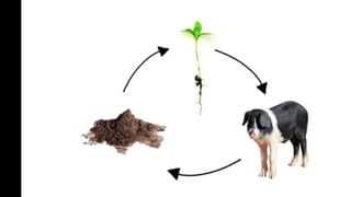Biodynamic Agriculture | PPTX