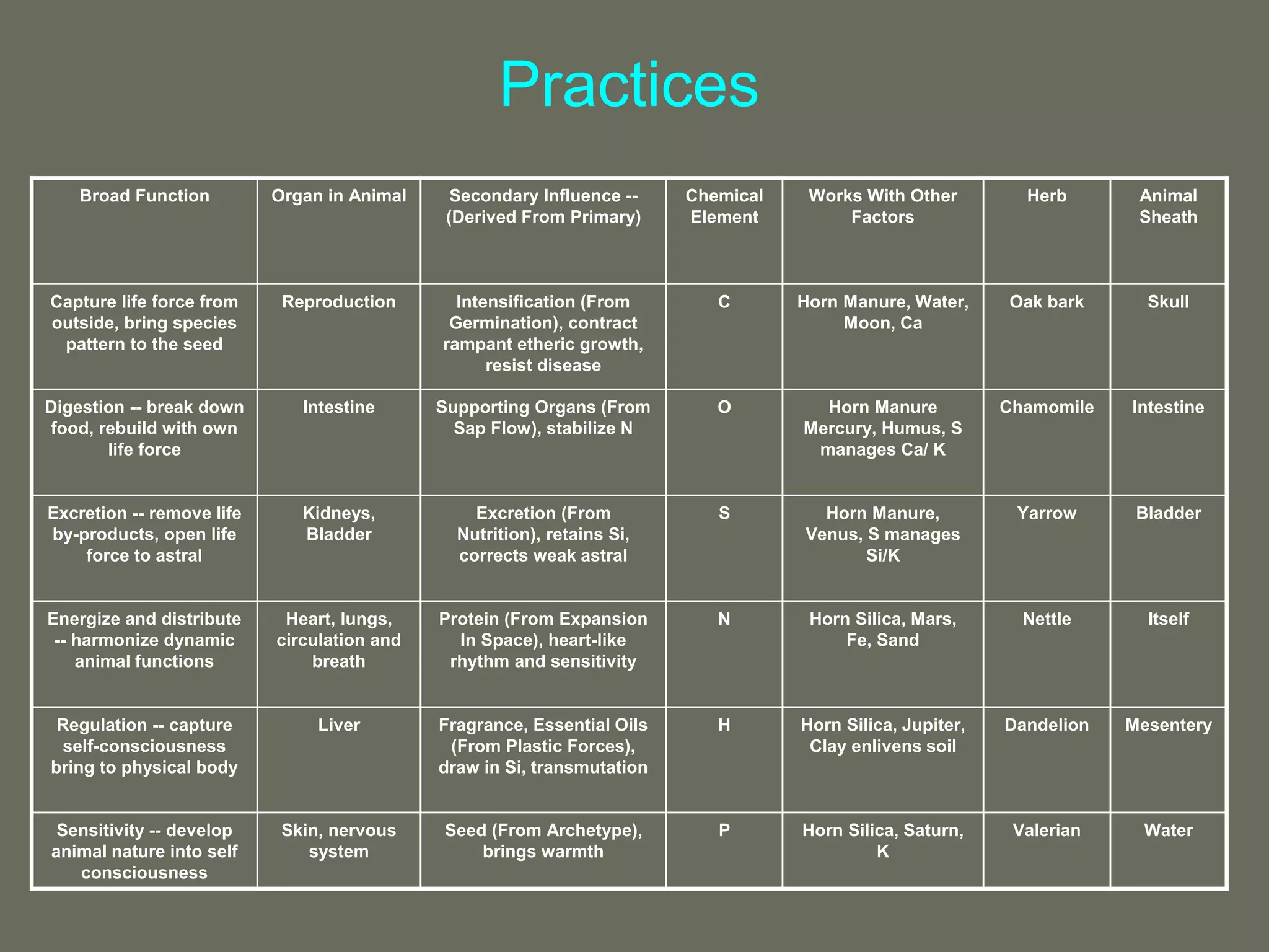Broad Function Organ in Animal Secondary Influence --
(Derived From Primary)
Chemical
Element
Works With Other
Factors
Herb Animal
Sheath
Capture life force from
outside, bring species
pattern to the seed
Reproduction Intensification (From
Germination), contract
rampant etheric growth,
resist disease
C Horn Manure, Water,
Moon, Ca
Oak bark Skull
Digestion -- break down
food, rebuild with own
life force
Intestine Supporting Organs (From
Sap Flow), stabilize N
O Horn Manure
Mercury, Humus, S
manages Ca/ K
Chamomile Intestine
Excretion -- remove life
by-products, open life
force to astral
Kidneys,
Bladder
Excretion (From
Nutrition), retains Si,
corrects weak astral
S Horn Manure,
Venus, S manages
Si/K
Yarrow Bladder
Energize and distribute
-- harmonize dynamic
animal functions
Heart, lungs,
circulation and
breath
Protein (From Expansion
In Space), heart-like
rhythm and sensitivity
N Horn Silica, Mars,
Fe, Sand
Nettle Itself
Regulation -- capture
self-consciousness
bring to physical body
Liver Fragrance, Essential Oils
(From Plastic Forces),
draw in Si, transmutation
H Horn Silica, Jupiter,
Clay enlivens soil
Dandelion Mesentery
Sensitivity -- develop
animal nature into self
consciousness
Skin, nervous
system
Seed (From Archetype),
brings warmth
P Horn Silica, Saturn,
K
Valerian Water
Practices
 