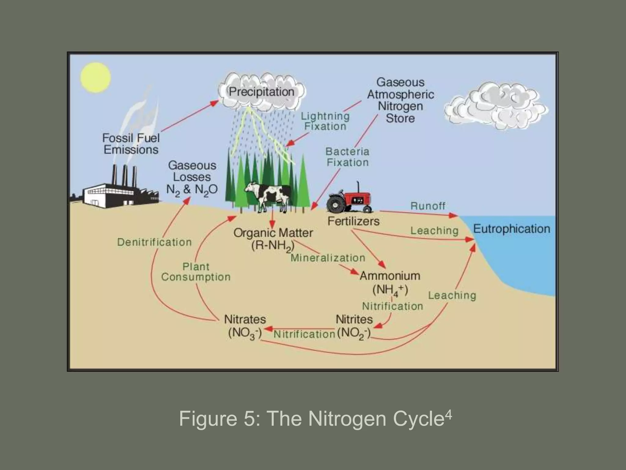 Figure 5: The Nitrogen Cycle4
 