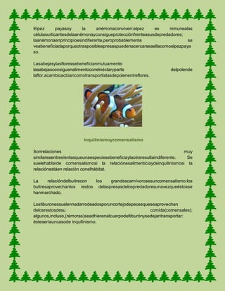 Elpez payasoy la anémonaconviven:elpez es inmunealas
célulasurticantesdelaanémonayconsigueprotecciónfrenteasusdepredadores;
laanémonaenprincipioesindiferente,peroprobablemente se
veabeneficiadaporqueotrasposiblespresaspuedenacercarseaellacomoelpezpaya
so.
Lasabejasylasfloressebeneficianmutuamente:
lasabejasconsiguenalimentoconelnéctaryparte delpolende
laflor,acambioactúancomotransportistasdepolenentreflores.
Inquilinismoycomensalismo
Sonrelaciones muy
similaresentresíenlasqueunaespeciesebeneficiaylaotraresultaindiferente. Se
suelehablarde comensalismosi la relaciónesalimenticiaydeinquilinismosi la
relaciónestáen relación conelhábitat.
La relacióndelbuitrecon los grandescarnívorosesuncomensalismo:los
buitresaprovechanlos restos delaspresasdelospredadoresunavezqueéstosse
hanmarchado.
Lostiburonessuelennadarrodeadosporuncortejodepecesqueseaprovechan
delosrestosdesu comida(comensales);
algunos,incluso,(rémoras)seadhierenalcuerpodeltiburónysedejantransportar:
ésteseríauncasode inquilinismo.
 