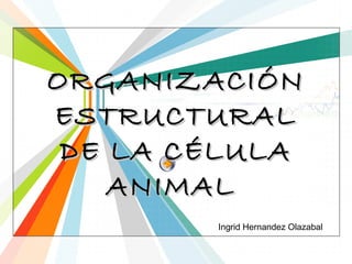 ORGANIZACIÓN
ESTRUCTURAL
DE LA CÉLULA
ANIMAL
L/O/G/O

Ingrid Hernandez Olazabal
www.themegallery.com

 