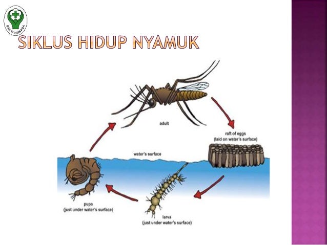 Bioekologi Dan Morfologi 1