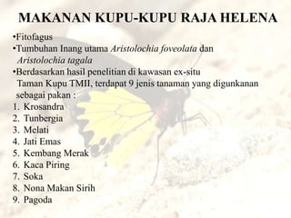 MAKANAN KUPU-KUPU RAJA HELENA
•Fitofagus
•Tumbuhan Inang utama Aristolochia foveolata dan
 Aristolochia tagala
•Berdasarkan hasil penelitian di kawasan ex-situ
 Taman Kupu TMII, terdapat 9 jenis tanaman yang digunkanan
 sebagai pakan :
1. Krosandra
2. Tunbergia
3. Melati
4. Jati Emas
5. Kembang Merak
6. Kaca Piring
7. Soka
8. Nona Makan Sirih
9. Pagoda
 
