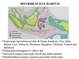 DISTRIBUSI DAN HABITAT




Kupu-kupu raja helena tersebar di Nepal, Kamboja, Cina, India,
 Brunei, Laos, Malaysia, Myanmar, Singapura, Thailand, Vietnam dan
 Indonesia
Hidup pada ketinggian 0-1.000 m dpl
Menyukai tempat yang sejuk, bersih dan tidak terpolusi
Membutuhkan naungan vegetasi yang tidak terlalu rapat
 