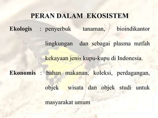 PERAN DALAM EKOSISTEM
Ekologis   : penyerbuk    tanaman,     bioindikantor

            lingkungan   dan sebagai plasma nutfah

            kekayaan jenis kupu-kupu di Indonesia.

Ekonomis : bahan makanan, koleksi, perdagangan,

            objek   wisata dan objek studi untuk

            masyarakat umum
 