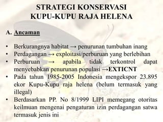 STRATEGI KONSERVASI
        KUPU-KUPU RAJA HELENA

A. Ancaman

• Berkurangnya habitat → penurunan tumbuhan inang
• Perdagangan → exploitasi/perburuan yang berlebihan
• Perburuan → apabila tidak terkontrol dapat
  menyebabkan penurunan populasi →EXTICNT
• Pada tahun 1985-2005 Indonesia mengekspor 23.895
  ekor Kupu-Kupu raja helena (belum termasuk yang
  illegal)
• Berdasarkan PP. No 8/1999 LIPI memegang otoritas
  keilmuan mengenai pengaturan izin perdagangan satwa
  termasuk jenis ini
 