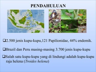 PENDAHULUAN




2.500 jenis kupu-kupu,121 Papilionidae, 44% endemik.

Brazil dan Peru masing-masing 3.700 jenis kupu-kupu
Salah satu kupu-kupu yang di lindungi adalah kupu-kupu
 raja helena (Troides helena)
 