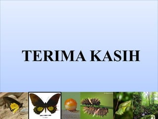 TERIMA KASIH
 