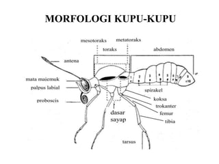 MORFOLOGI KUPU-KUPU
 