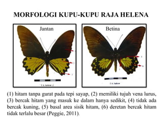 MORFOLOGI KUPU-KUPU RAJA HELENA

               Jantan                        Betina




(1) hitam tanpa gurat pada tepi sayap, (2) memiliki tujuh vena lurus,
(3) bercak hitam yang masuk ke dalam hanya sedikit, (4) tidak ada
bercak kuning, (5) basal area sisik hitam, (6) deretan bercak hitam
tidak terlalu besar (Peggie, 2011).
 