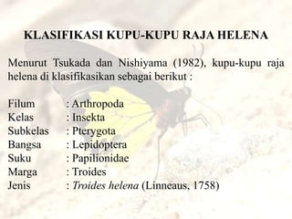 KLASIFIKASI KUPU-KUPU RAJA HELENA

Menurut Tsukada dan Nishiyama (1982), kupu-kupu raja
helena di klasifikasikan sebagai berikut :

Filum      : Arthropoda
Kelas      : Insekta
Subkelas   : Pterygota
Bangsa     : Lepidoptera
Suku       : Papilionidae
Marga      : Troides
Jenis      : Troides helena (Linneaus, 1758)
 
