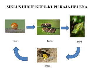 SIKLUS HIDUP KUPU-KUPU RAJA HELENA




  Telur          Larva       Pupa




               Imago
 