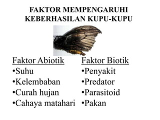 FAKTOR MEMPENGARUHI
   KEBERHASILAN KUPU-KUPU




Faktor Abiotik     Faktor Biotik
•Suhu              •Penyakit
•Kelembaban        •Predator
•Curah hujan       •Parasitoid
•Cahaya matahari   •Pakan
 