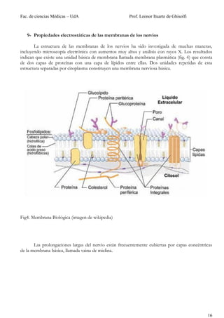 Fac. de ciencias Médicas – UdA                         Prof. Leonor Ituarte de Ghisolfi



   9- Propiedades electrostáticas de las membranas de los nervios

       La estructura de las membranas de los nervios ha sido investigada de muchas maneras,
incluyendo microscopía electrónica con aumentos muy altos y análisis con rayos X. Los resultados
indican que existe una unidad básica de membrana llamada membrana plasmática (fig. 4) que consta
de dos capas de proteínas con una capa de lípidos entre ellas. Dos unidades repetidas de esta
estructura separadas por citoplasma constituyen una membrana nerviosa básica.




Fig4. Membrana Biológica (imagen de wikipedia)




       Las prolongaciones largas del nervio están frecuentemente cubiertas por capas concéntricas
de la membrana básica, llamada vaina de mielina.




                                                                                              16
 