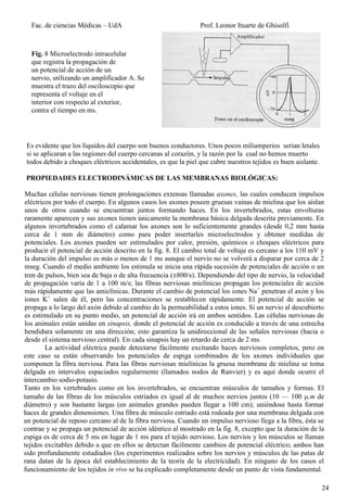 Fac. de ciencias Médicas – UdA                                Prof. Leonor Ituarte de Ghisolfi



  Fig. 8 Microelectrodo intracelular
  que registra la propagación de
  un potencial de acción de un
  nervio, utilizando un amplificador A. Se
  muestra el trazo del osciloscopio que
  representa el voltaje en el
  interior con respecto al exterior,
  contra el tiempo en ms.




 Es evidente que los líquidos del cuerpo son buenos conductores. Unos pocos miliamperios serían letales
 si se aplicaran a las regiones del cuerpo cercanas al corazón, y la razón por la cual no hemos muerto
 todos debido a choques eléctricos accidentales, es que la piel que cubre nuestros tejidos es buen aislante.

PROPIEDADES ELECTRODINÁMICAS DE LAS MEMBRANAS BIOLÓGICAS:

Muchas células nerviosas tienen prolongaciones extensas llamadas axones, las cuales conducen impulsos
eléctricos por todo el cuerpo. En algunos casos los axones poseen gruesas vainas de mielina que los aíslan
unos de otros cuando se encuentran juntos formando haces. En los invertebrados, estas envolturas
raramente aparecen y sus axones tienen únicamente la membrana básica delgada descrita previamente. En
algunos invertebrados como el calamar los axones son lo suficientemente grandes (desde 0,2 mm hasta
cerca de 1 mm de diámetro) como para poder insertarles microelectrodos y obtener medidas de
potenciales. Los axones pueden ser estimulados por calor, presión, químicos o choques eléctricos para
producir el potencial de acción descrito en la fig. 8. El cambio total de voltaje es cercano a los 110 mV y
la duración del impulso es más o menos de 1 ms aunque el nervio no se volverá a disparar por cerca de 2
mseg. Cuando el medio ambiente los estimula se inicia una rápida sucesión de potenciales de acción o un
tren de pulsos, bien sea de baja o de alta frecuencia (800/s). Dependiendo del tipo de nervio, la velocidad
de propagación varía de 1 a 100 m/s; las fibras nerviosas mielínicas propagan los potenciales de acción
más rápidamente que las amielínicas. Durante el cambio de potencial los iones Na+ penetran el axón y los
iones K+ salen de él, pero las concentraciones se restablecen rápidamente. El potencial de acción se
propaga a lo largo del axón debido al cambio de la permeabilidad a estos iones. Si un nervio al descubierto
es estimulado en su punto medio, un potencial de acción irá en ambos sentidos. Las células nerviosas de
los animales están unidas en sinapsis, donde el potencial de acción es conducido a través de una estrecha
hendidura solamente en una dirección; esto garantiza la unidireccional de las señales nerviosas (hacia o
desde el sistema nervioso central). En cada sinapsis hay un retardo de cerca de 2 ms.
        La actividad eléctrica puede detectarse fácilmente excitando haces nerviosos completos, pero en
este caso se están observando los potenciales de espiga combinados de los axones individuales que
componen la fibra nerviosa. Para las fibras nerviosas mielínicas la gruesa membrana de mielina se toma
delgada en intervalos espaciados regularmente (llamados nodos de Ranvier) y es aquí donde ocurre el
intercambio sodio-potasio.
Tanto en los vertebrados como en los invertebrados, se encuentran músculos de tamaños y formas. El
tamaño de las fibras de los músculos estriados es igual al de muchos nervios juntos (10 — 100 .m de
diámetro) y son bastante largas (en animales grandes pueden llegar a 100 cm); uniéndose hasta formar
haces de grandes dimensiones. Una fibra de músculo estriado está rodeada por una membrana delgada con
un potencial de reposo cercano al de la fibra nerviosa. Cuando un impulso nervioso llega a la fibra, ésta se
contrae y se propaga un potencial de acción idéntico al mostrado en la fig. 8, excepto que la duración de la
espiga es de cerca de 5 ms en lugar de 1 ms para el tejido nervioso. Los nervios y los músculos se llaman
tejidos excitables debido a que en ellos se detectan fácilmente cambios de potencial eléctrico; ambos han
sido profundamente estudiados (los experimentos realizados sobre los nervios y músculos de las patas de
rana datan de la época del establecimiento de la teoría de la electricidad). En ninguno de los casos el
funcionamiento de los tejidos ín vivo se ha explicado completamente desde un punto de vista fundamental.

                                                                                                               24
 