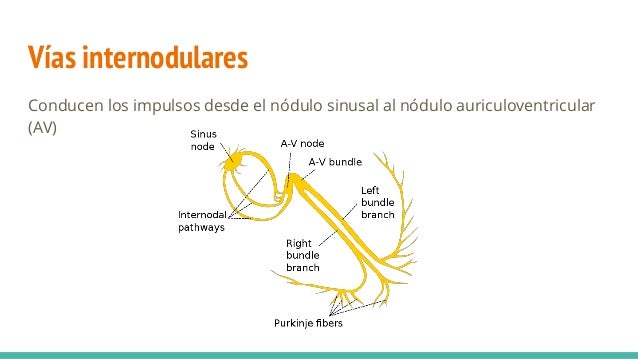 Resultado de imagen para vias internodulares