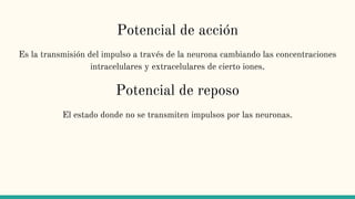 Potencial de acción
Es la transmisión del impulso a través de la neurona cambiando las concentraciones
intracelulares y extracelulares de cierto iones.
Potencial de reposo
El estado donde no se transmiten impulsos por las neuronas.
 