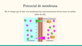Potencial de membrana
Es el voltaje que le dan a la membrana las concentraciones de los iones en ambos
lados de ella.
 