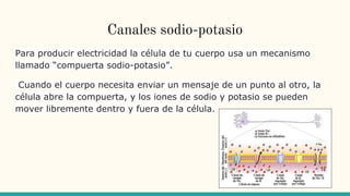 Canales sodio-potasio
Para producir electricidad la célula de tu cuerpo usa un mecanismo
llamado “compuerta sodio-potasio”.
Cuando el cuerpo necesita enviar un mensaje de un punto al otro, la
célula abre la compuerta, y los iones de sodio y potasio se pueden
mover libremente dentro y fuera de la célula.
 