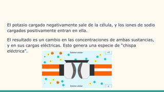 El potasio cargado negativamente sale de la célula, y los iones de sodio
cargados positivamente entran en ella.
El resultado es un cambio en las concentraciones de ambas sustancias,
y en sus cargas eléctricas. Esto genera una especie de “chispa
eléctrica”.
 