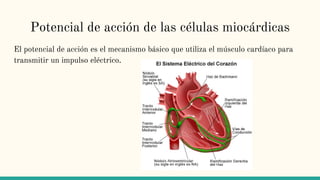 Potencial de acción de las células miocárdicas
El potencial de acción es el mecanismo básico que utiliza el músculo cardíaco para
transmitir un impulso eléctrico.
 