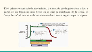 Es el primer responsable del movimiento, y el corazón puede generar un latido, a
partir de un fenómeno muy breve en el cual la membrana de la célula se
“despolariza”, el interior de la membrana se hace menos negativo que en reposo.
 