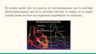 El corazón puede latir en ausencia de inervación,puesto que la actividad
eléctrica(marcapaso) que da la actividad eléctrica se origina en el propio
corazón siendo así tiene una importante propiedad de ser autónomo.
 