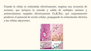 Cuando la célula es estimulada eléctricamente, empieza una secuencia de
acciones, que incluyen la entrada y salida de múltiples cationes y
aniones(átomos cargados eléctricamente Ca,K,Na), que conjuntamente
producen el potencial de acción celular, propagando la estimulación eléctrica
a las células adyacentes.
 