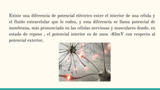 Existe una diferencia de potencial eléctrico entre el interior de una célula y
el fluido extracelular que le rodea, y esta diferencia se llama potencial de
membrana, más pronunciado en las células nerviosas y musculares donde, en
estado de reposo , el potencial interior es de unos -85mV con respecto al
potencial exterior.
 
