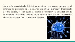 La función especializada del sistema nervioso es propagar cambios en el
potencial de membrana en el interior de una célula (neurona) y transmitirlo
a otras células, lo que ayuda al cuerpo a coordinar la actividad con la
información proveniente de tanto los entornos internos como de los externos
al sistema nervioso central, donde es procesada.
 