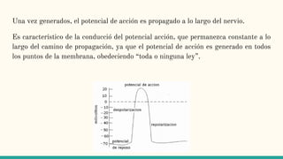 Una vez generados, el potencial de acción es propagado a lo largo del nervio.
Es caracterı́stico de la conducció del potencial acción, que permanezca constante a lo
largo del camino de propagación, ya que el potencial de acción es generado en todos
los puntos de la membrana, obedeciendo “toda o ninguna ley”.
 