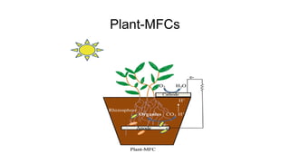 Plant-MFCs
 
