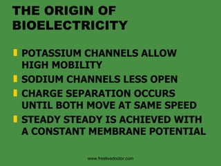 THE ORIGIN OF BIOELECTRICITY POTASSIUM CHANNELS ALLOW HIGH MOBILITY SODIUM CHANNELS LESS OPEN CHARGE SEPARATION OCCURS UNTIL BOTH MOVE AT SAME SPEED  STEADY STEADY IS ACHIEVED WITH A CONSTANT MEMBRANE POTENTIAL www.freelivedoctor.com 