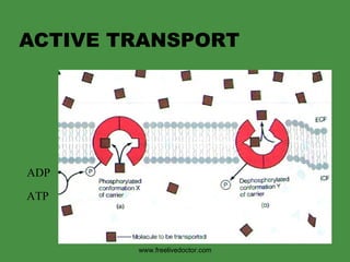 ACTIVE TRANSPORT ADP  ATP www.freelivedoctor.com 