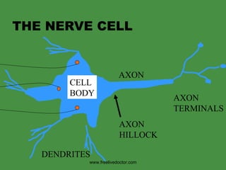 THE NERVE CELL CELL BODY DENDRITES AXON AXON HILLOCK AXON TERMINALS www.freelivedoctor.com 