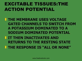 EXCITABLE TISSUES:THE ACTION POTENTIAL THE MEMBRANE USES VOLTAGE GATED CHANNELS TO SWITCH FROM A POTASSIUM DOMINATED TO A SODIUM DOMINATED POTENTIAL IT THEN INACTIVATES AND RETURNS TO THE RESTING STATE THE RESPONSE IS “ALL OR NONE” www.freelivedoctor.com 