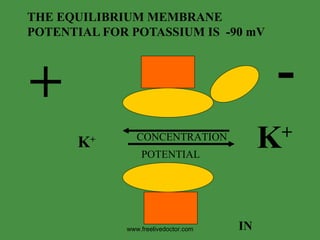 THE EQUILIBRIUM MEMBRANE POTENTIAL FOR POTASSIUM IS  -90 mV + - CONCENTRATION POTENTIAL K + K + IN www.freelivedoctor.com 